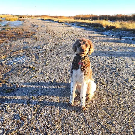 Bulgenshuus Bensersiel * Esens