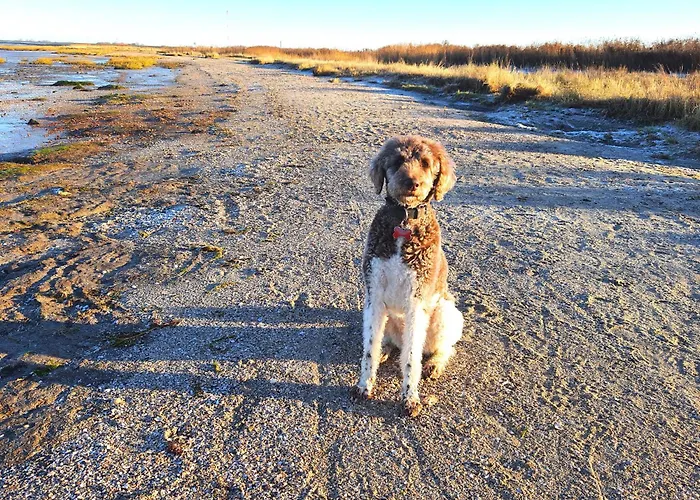 Bulgenshuus Bensersiel * Esens